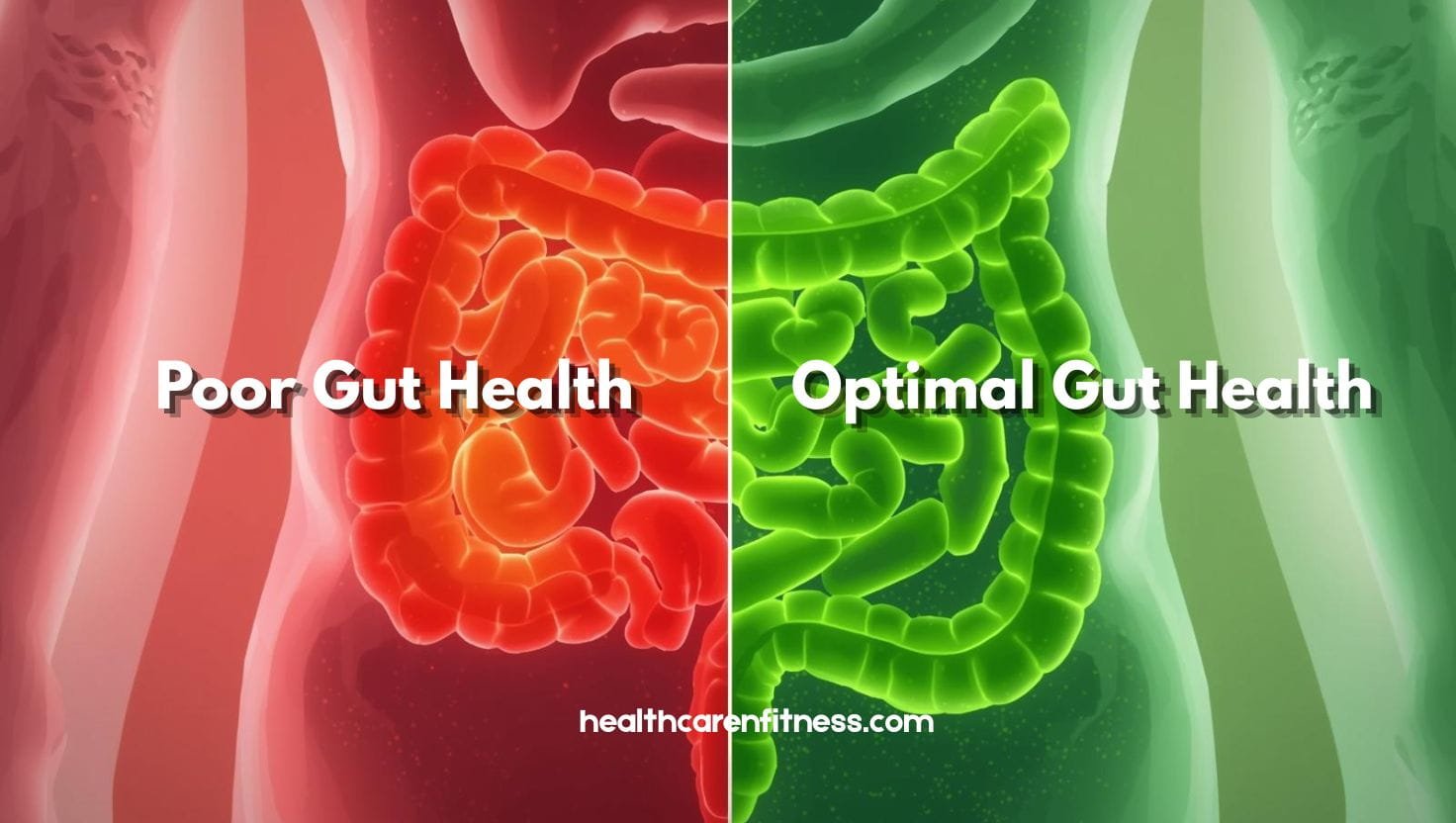 Difference between poor gut health and optimal gut health